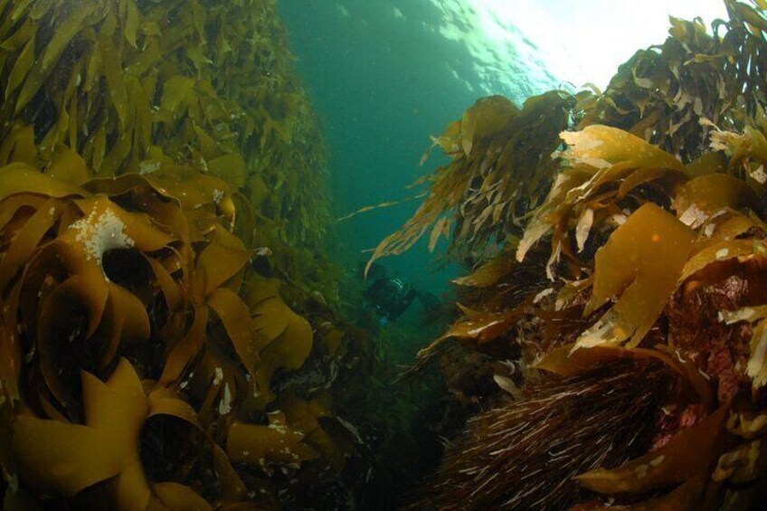 Lofoten Grand Canyon Snorkeling Tour