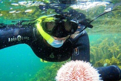 Lofoten Grand Canyon Snorkelling Tour