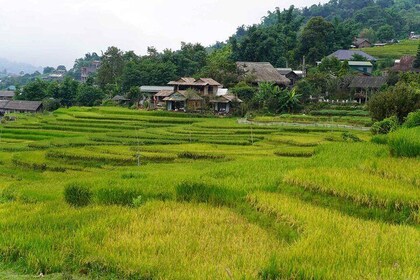 Sapa Day Trip Visit Y Linh Ho Lao Chai Ta Van Cat Cat Village