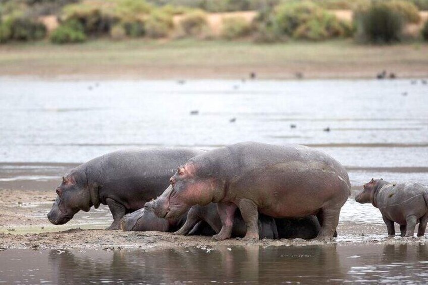 Game Drive Safari Just 2 Hours from Cape Town