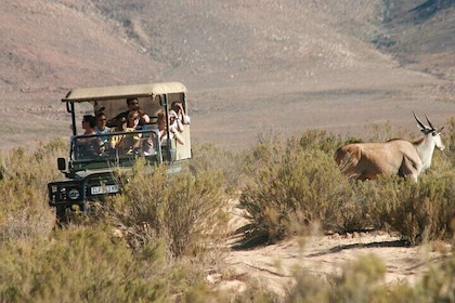 Game Drive Safari Just 2 Hours from Cape Town