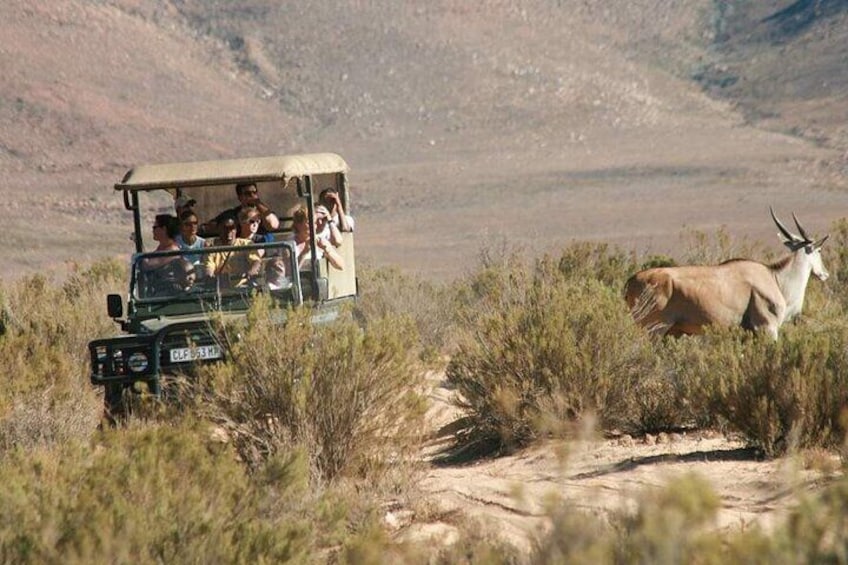 Game Drive Safari Just 2 Hours from Cape Town