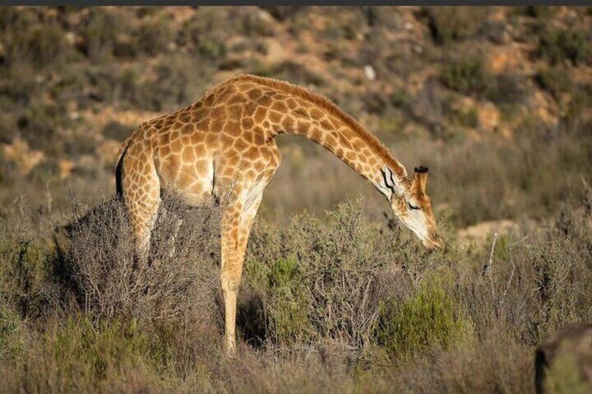 Game Drive Safari Just 2 Hours from Cape Town