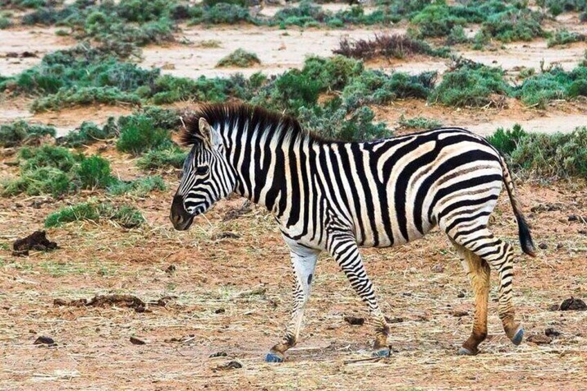 Game Drive Safari Just 2 Hours from Cape Town