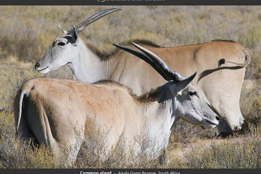 1-Day Game Drive Safari Just 2 Hours from Cape Town