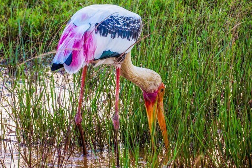 Sri Lankan water Bird searching food in mud paddy in Yala national park