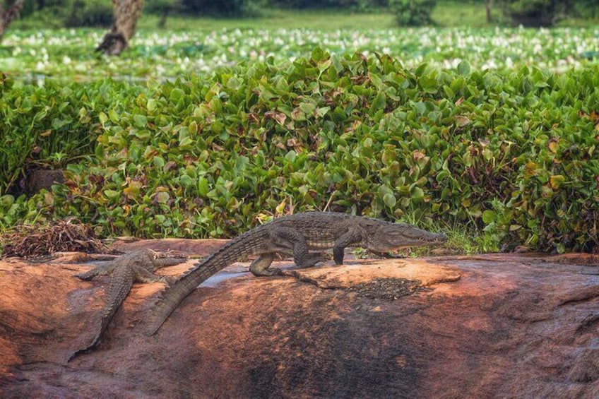 Mugger (Marsh) Crocodile in Yala National Park, Sri Lanka 