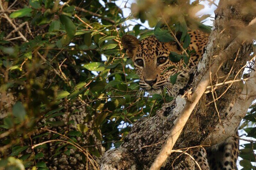 A young male leopard was seen in Yala National Park, Sri Lanka. 