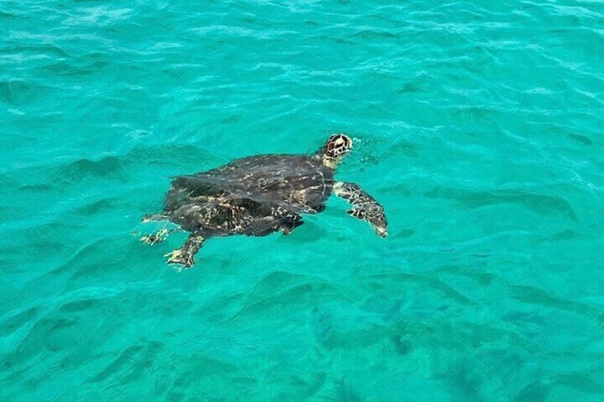 Private Crab Island Boat Charter up to 15 people