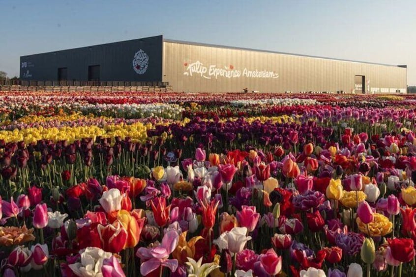 Private Tour To the Tulips, Keukenhof, Windmills and Cheese Farm