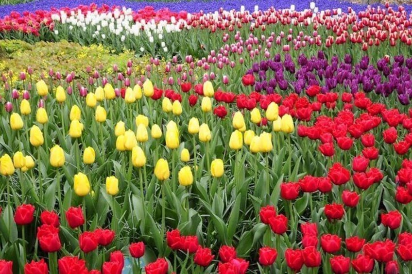 Private Tour To the Tulips, Keukenhof, Windmills and Cheese Farm