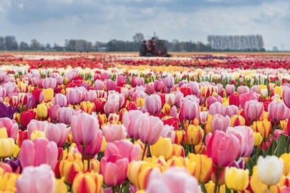 Private Tour To the Tulips, Keukenhof, Windmills and Cheese Farm