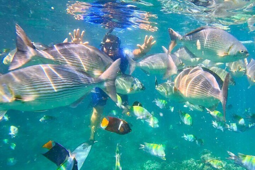 Puerto Vallarta Ziplining and Snorkeling Activity