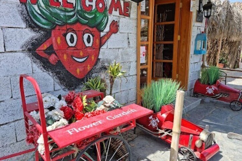 A fun experience at the Taif Strawberry Farm where you can pick fresh strawberries in the middle of nature.