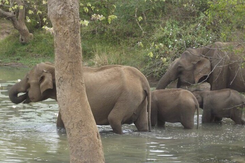 Full day Safari in Yala National Park with Osha Safari Team