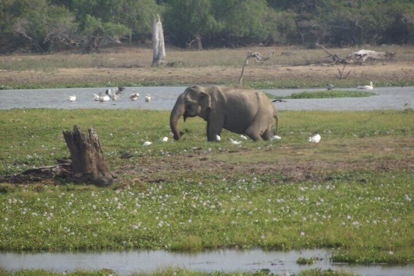 Full day Safari (highly recommend) in Yala National Park with Osha safari team