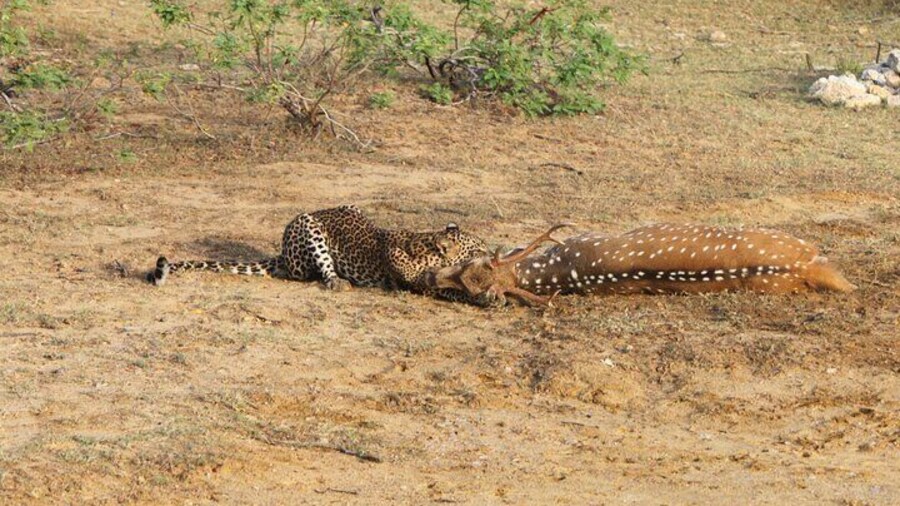 Yala osha safari - Full day safari