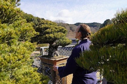 Hiroshima: Bonsai Tree Care Experience