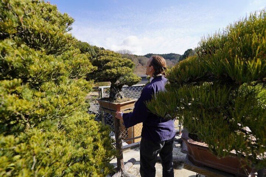 Tour de BONSAI -Bonsai Garden Tour and Activity Experience-