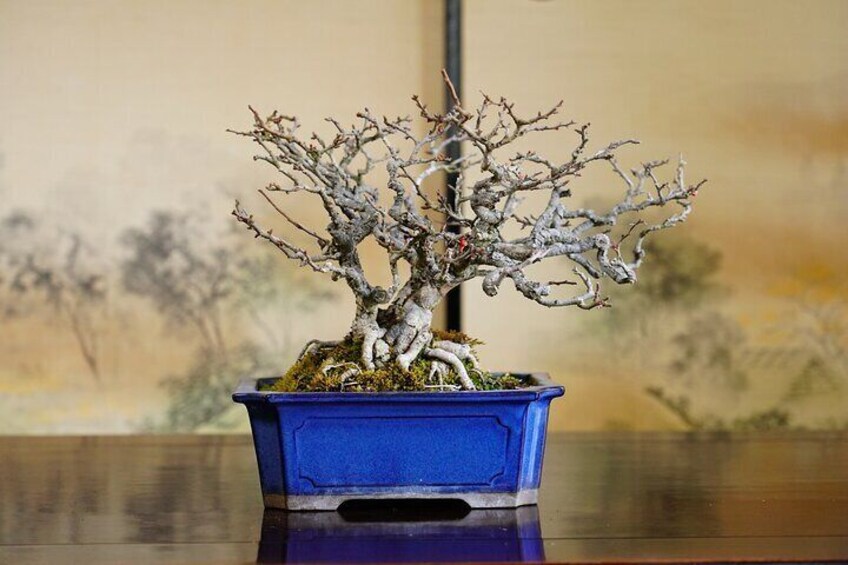 Bonsai trimming tour (with photo data)