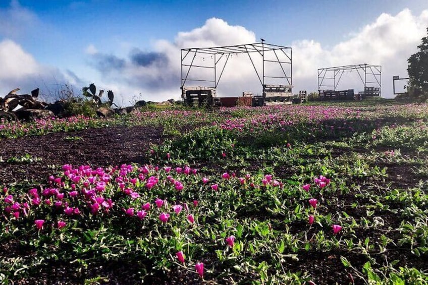Tenerife Exclusive & Private Gastronomic, Sunset-Stargazing
