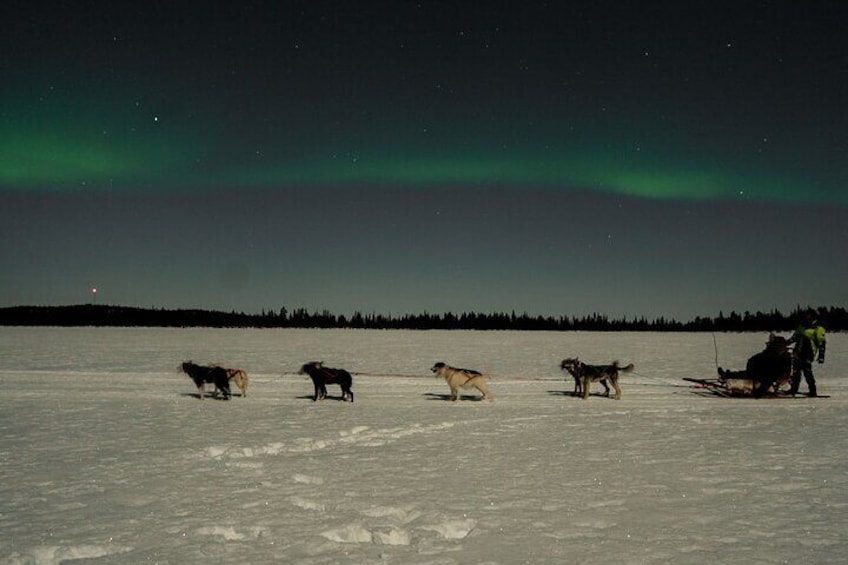 Aurora Borealis Dogsled Tour