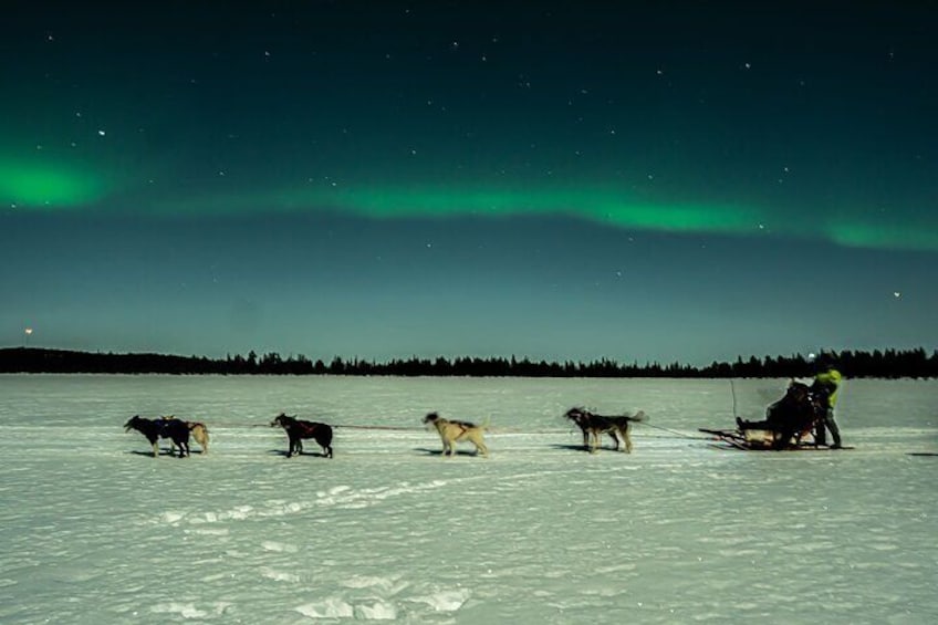 Aurora Borealis Dogsled Tour