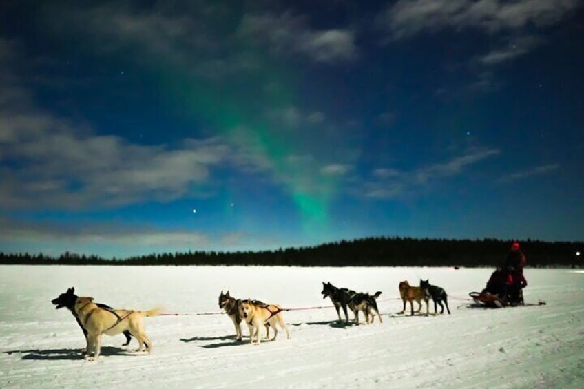 Aurora Borealis Dogsled Tour