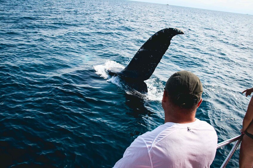 Picture 2 for Activity Whale Watching + Water Activities All Inclusive Experience