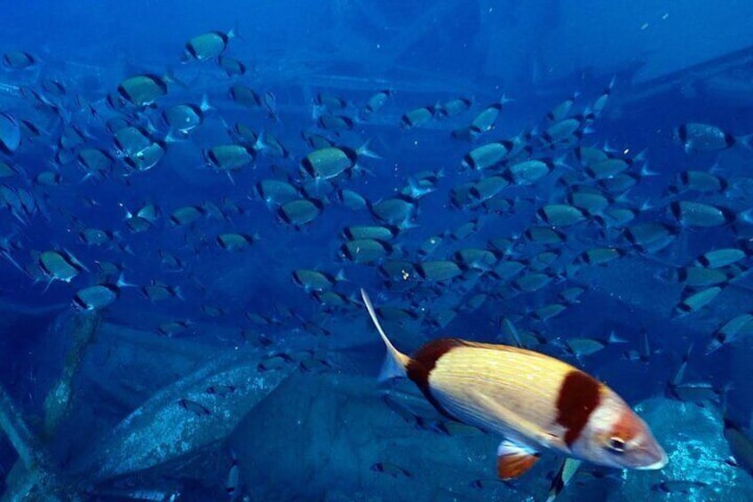 Larnaca Snorkelling Zenobia Wreck