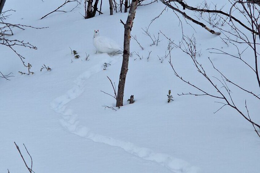 Snowshoes in Abisko National Park