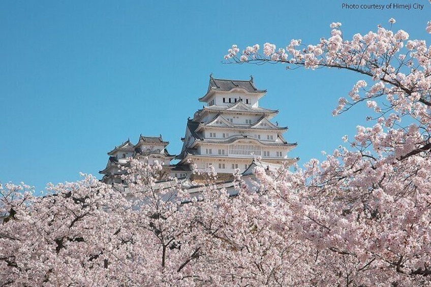 Himeji Castle in spring ©Himeji City