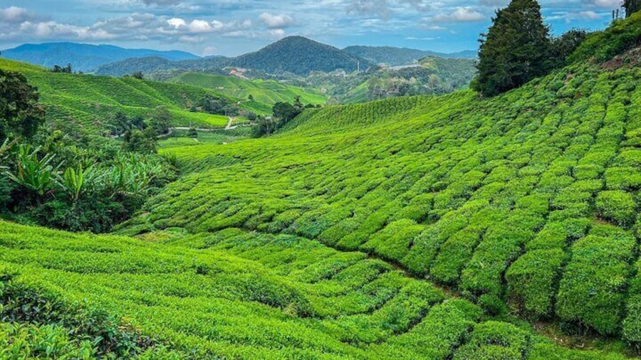 Cameron Highlands Day Tour