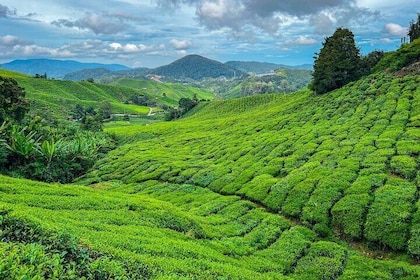 Cameron Highlands Day Tour