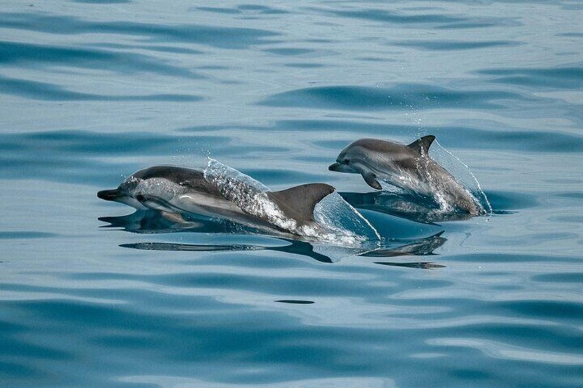 Dolphin Watching