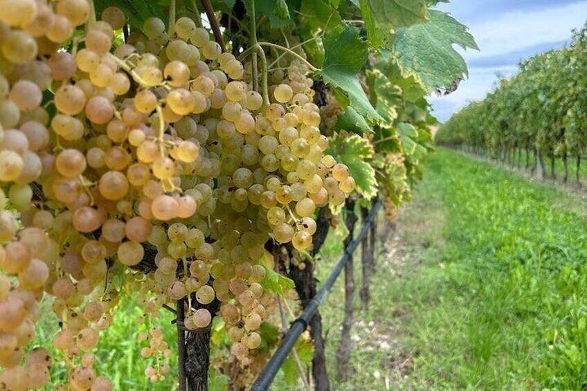 Nectar of Legend: Discovering the Wines and Myths of Garda