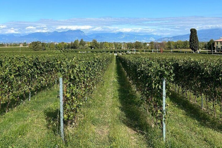 Nectar of Legend: Discovering the Wines and Myths of Garda