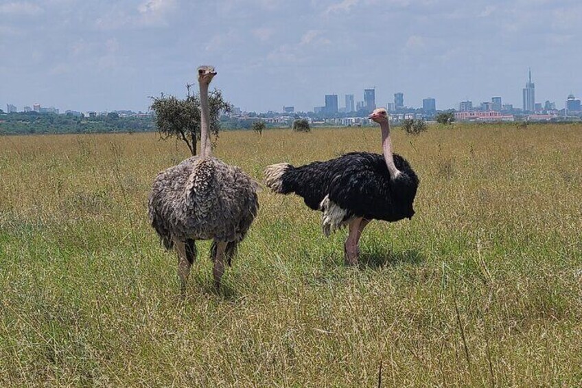 Nairobi National Park Half Day Tour