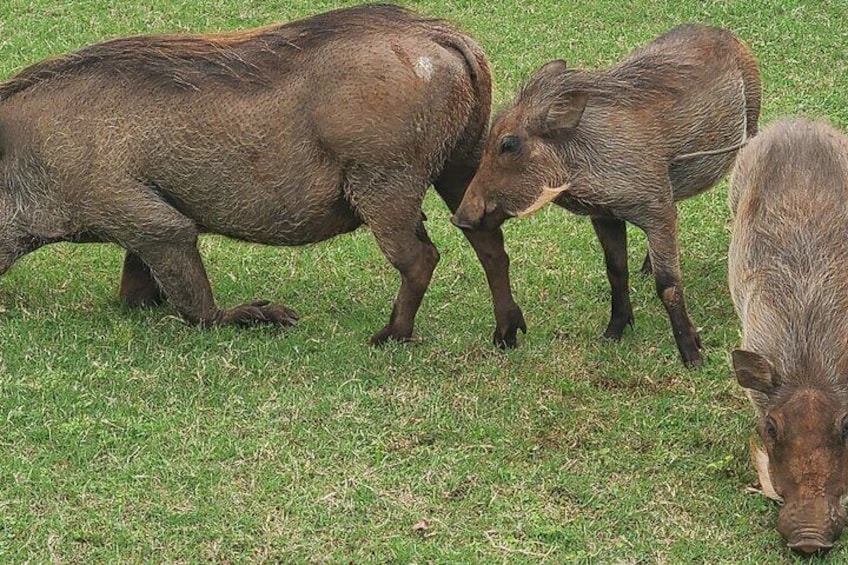 Nairobi National Park Half Day Tour