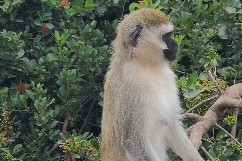 Nairobi National Park Half Day Tour