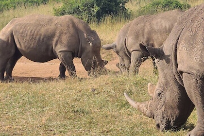 Nairobi National Park Half Day Tour