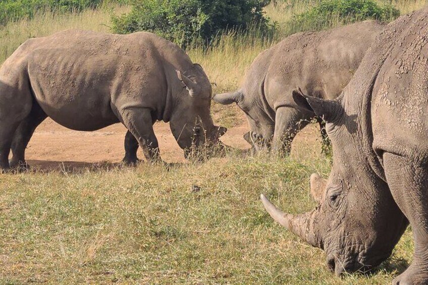 Nairobi National Park Half Day Tour