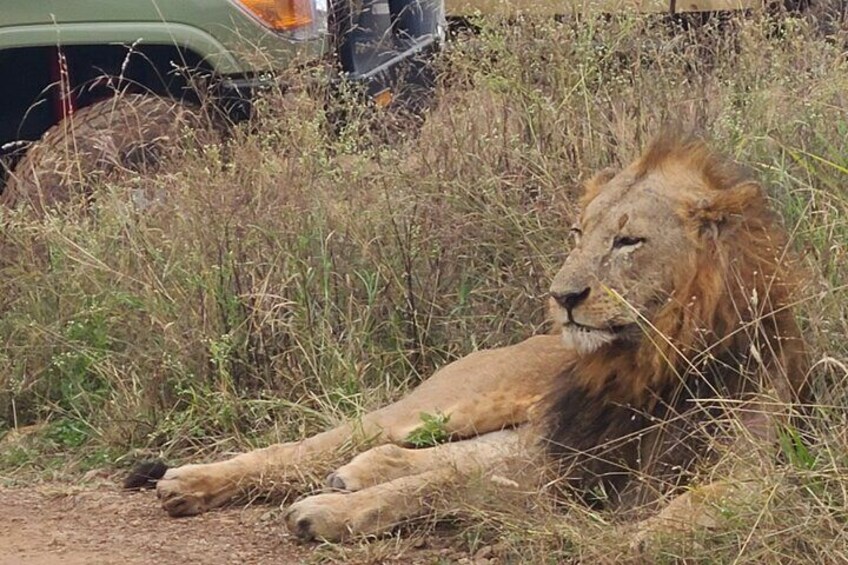 Nairobi National Park Half Day Tour