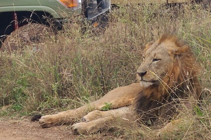Nairobi National Park Half Day Tour