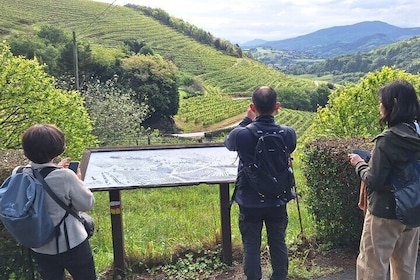 Hiking the Camino de Santiago Along Vineyards from San Sebastian