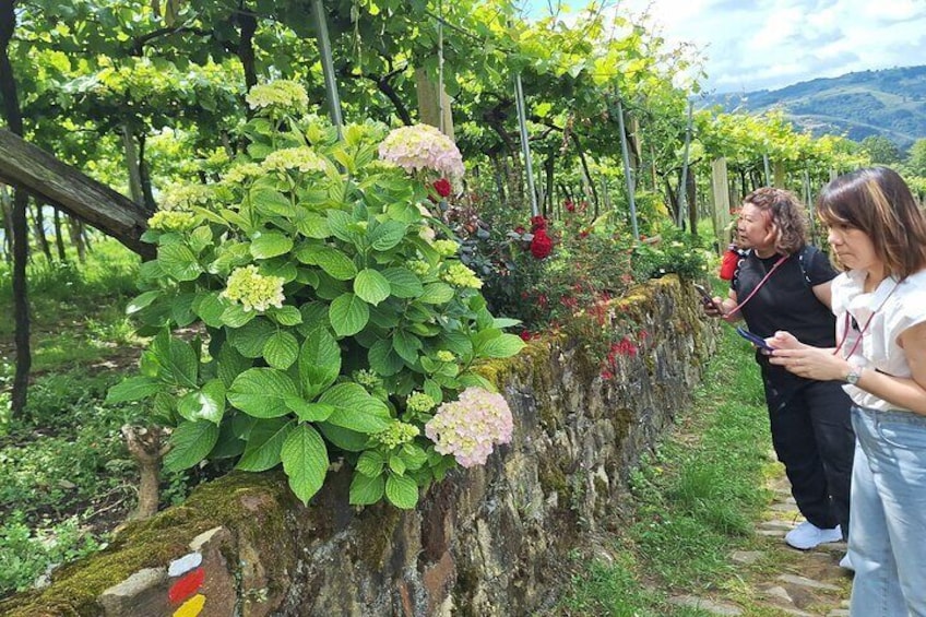 Hiking the Camino de Santiago Along Vineyards from San Sebastian