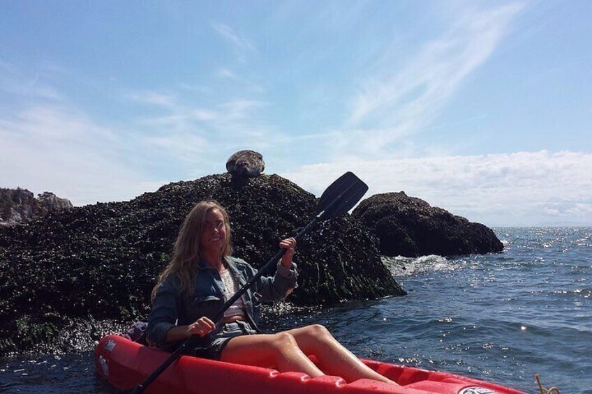 Morning Kayak & Seal Cruise