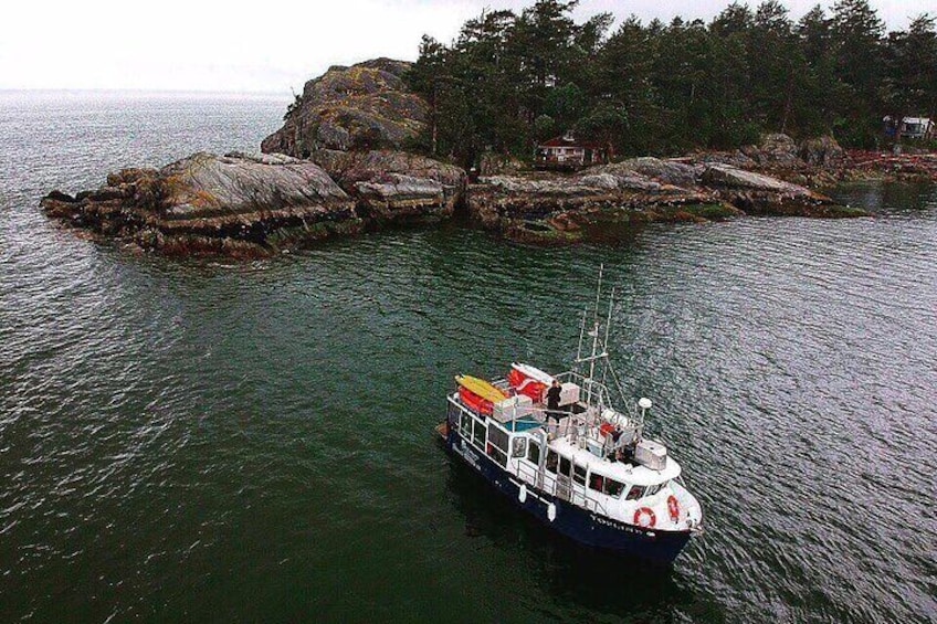 Morning Kayak & Seal Cruise