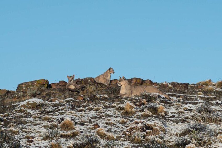 Puma Tracking Safari in Torres del Paine