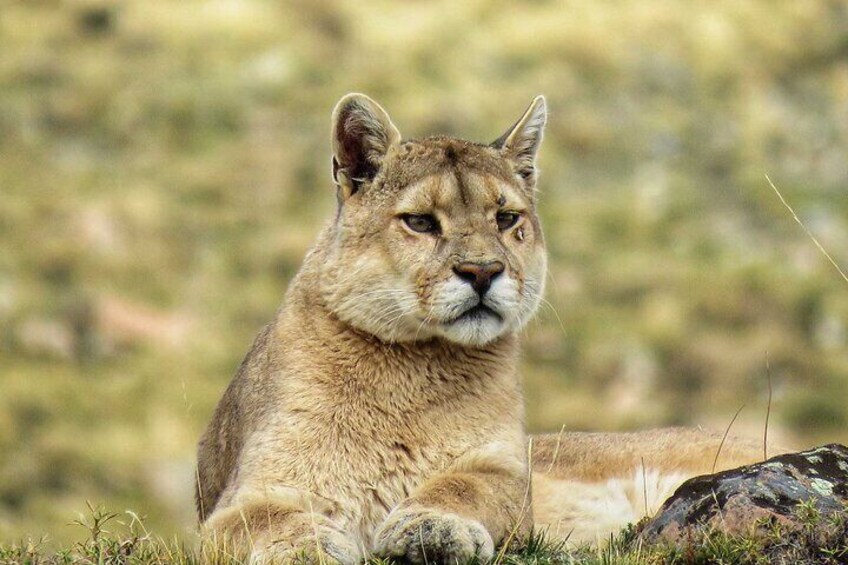 Puma Tracking Safari in Torres del Paine